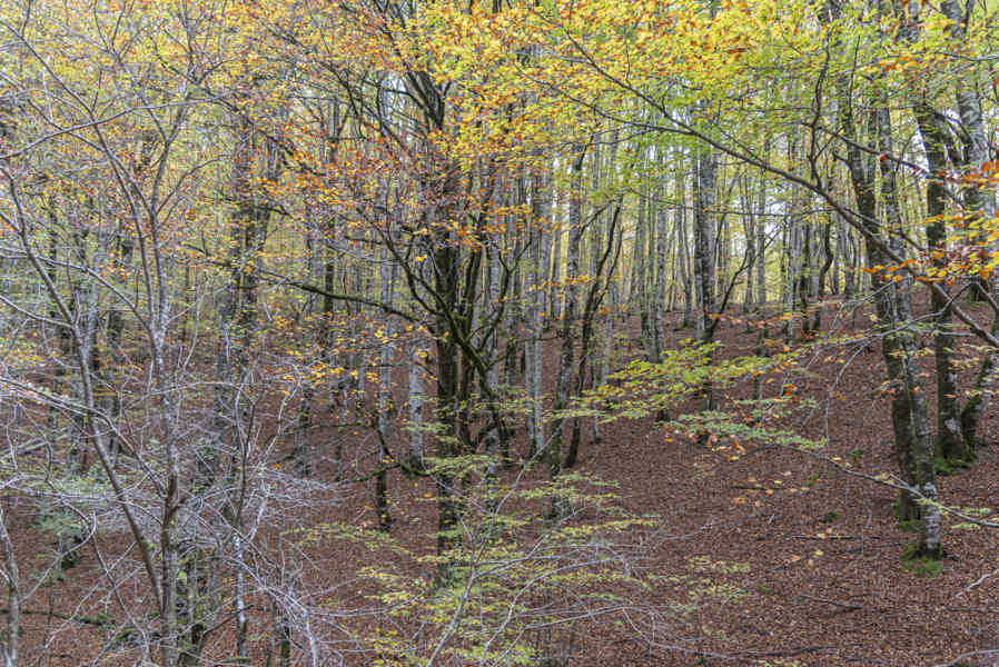 Comunidad Foral de Navarra 091 - Selva de Irati.jpg